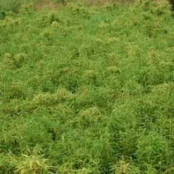 Niet Woekerende Bamboe (Fargesia Murieliae 'Simba') -Essentie Groen Verkoop 20121229102434 6