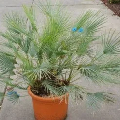 Dwergpalm (Chamaerops Humilis 'Cerifera') -Essentie Groen Verkoop 20121229150623 2 1