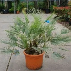 Dwergpalm (Chamaerops Humilis 'Cerifera') -Essentie Groen Verkoop 20121229152115 2