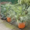Dwergpalm (Chamaerops Humilis 'Cerifera') -Essentie Groen Verkoop 20121229152133 2