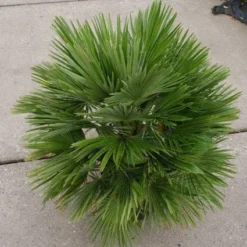 Dwergpalm (Chamaerops Humilis 'Vulcano') -Essentie Groen Verkoop 20121229152928 2