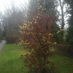 Toverhazelaar (Hamamelis Intermedia 'Arnold Promise') -Essentie Groen Verkoop 20130113135921 6