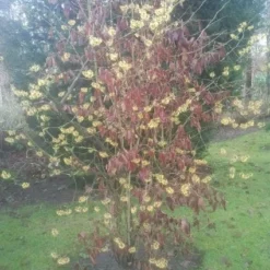 Toverhazelaar (Hamamelis Mollis) -Essentie Groen Verkoop 20130113140034 40 8