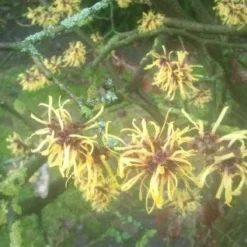 Toverhazelaar (Hamamelis Mollis 'Pallida') -Essentie Groen Verkoop 20130113140108 8