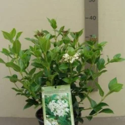 Groenblijvende Sneeuwbal (Viburnum Tinus 'Eve Price') -Essentie Groen Verkoop 20130119172735 50 10