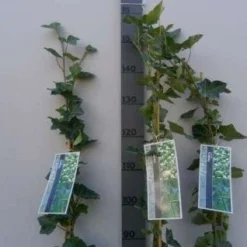 Klimop In Boogvorm (Hedera Hibernica) 8 Klimop In Boogvorm (Hedera Hibernica) -Essentie Groen Verkoop 20130120142024 1