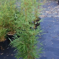 Niet Woekerende Bamboe (Fargesia Robusta) -Essentie Groen Verkoop 20130121115128 5 1