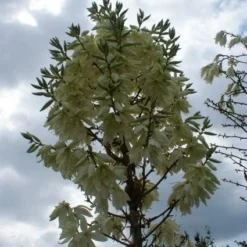 Palmlelie (Yucca Flaccida 'Golden Sword') -Essentie Groen Verkoop 20130121131054 1