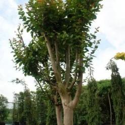 Roze Lagerstroemia Als Boom (Lagerstroemia Indica) -Essentie Groen Verkoop 20130121162344 9