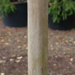 Roze Lagerstroemia Als Boom (Lagerstroemia Indica) -Essentie Groen Verkoop 20130121162411 9