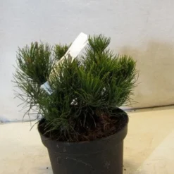 Bergden (Pinus Mugo Mughus) -Essentie Groen Verkoop 20130125135845 13