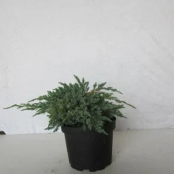 Jeneverbes (Juniperus Squamata 'Blue Carpet') -Essentie Groen Verkoop 20130125154733 4