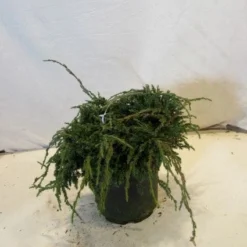 Jeneverbes (Juniperus Squamata 'Blue Carpet') -Essentie Groen Verkoop 20130125154745 4