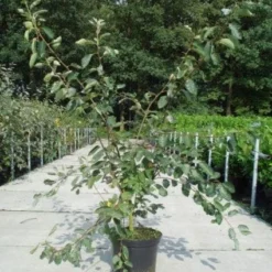 Krentenboom Als Struik (Amelanchier Lamarckii) -Essentie Groen Verkoop 20130214100736 13