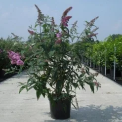 Vlinderstruik (Buddleja Davidii 'Black Knight') -Essentie Groen Verkoop 20130214101325 5 1