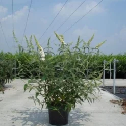 Vlinderstruik (Buddleja Davidii 'White Profusion') -Essentie Groen Verkoop 20130214101944 3