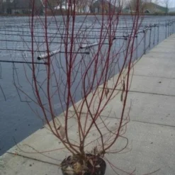 Bonte Kornoelje (Cornus Alba 'Elegantissima') -Essentie Groen Verkoop 20130214103250 3