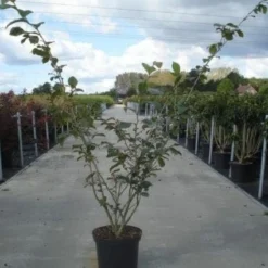 Toverhazelaar (Hamamelis Intermedia 'Jelena') -Essentie Groen Verkoop 20130214114339 14 7 7