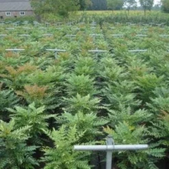 Mahoniestruik (Mahonia Media 'Winter Sun') -Essentie Groen Verkoop 20130214142529 11