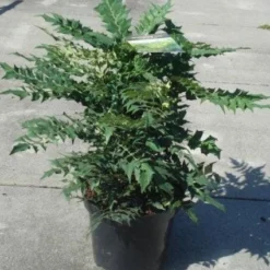 Mahoniestruik (Mahonia Media 'Winter Sun') -Essentie Groen Verkoop 20130214142545 11