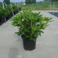 Rhododendron (Rhododendron Catawbiense 'Grandiflorum') -Essentie Groen Verkoop 20130214153505 13