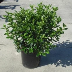 Groenblijvende Sneeuwbal (Viburnum Tinus 'Eve Price') -Essentie Groen Verkoop 20130214161553 50 10
