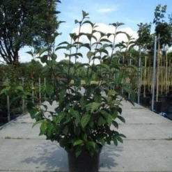 Sneeuwbal (Viburnum Bodnantense 'Dawn') -Essentie Groen Verkoop 20130215094907 35 7 1