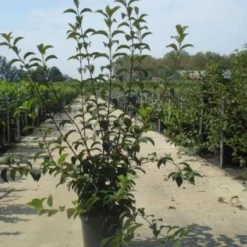 Sneeuwbal (Viburnum Bodnantense 'Charles Lamont') -Essentie Groen Verkoop 20130215095158 4