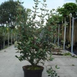 Sneeuwbal (Viburnum Burkwoodii)