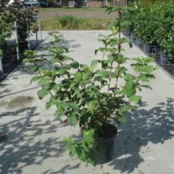 Sneeuwbal (Viburnum Opulus 'Roseum') -Essentie Groen Verkoop 20130215100016 9