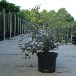 Sneeuwbal (Viburnum Bodnantense 'Dawn') -Essentie Groen Verkoop 20130215100739 1