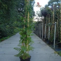 Trompetbloem (Campsis Tagliabuana 'Mme Galen') -Essentie Groen Verkoop 20130215104653 9