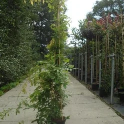 Blauwe Regen (Wisteria Sinensis) -Essentie Groen Verkoop 20130215105427 13