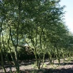 Krentenboom Als Struik (Amelanchier Lamarckii) -Essentie Groen Verkoop 20130315104532 13