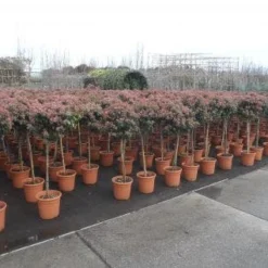 Sneeuwbal Op Stam (Viburnum Tinus 'Eve Price') -Essentie Groen Verkoop 20130316135155 4