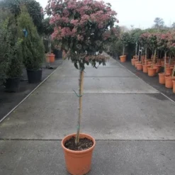 Sneeuwbal Op Stam (Viburnum Tinus 'Eve Price') -Essentie Groen Verkoop 20130316135206 4