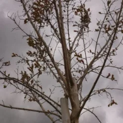 Roze Lagerstroemia Als Boom (Lagerstroemia Indica) -Essentie Groen Verkoop 20130522141211 8