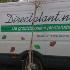 Roze Lagerstroemia Als Boom (Lagerstroemia Indica) -Essentie Groen Verkoop 20130522141225 8