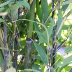 Bamboe (Phyllostachys Nigra) -Essentie Groen Verkoop 20130906145730 13