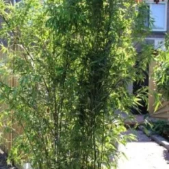 Bamboe (Phyllostachys Nigra) -Essentie Groen Verkoop 20130906145917 13