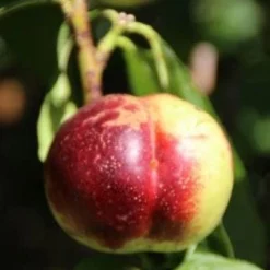 Nectarine (Prunus Persica Nucipersica) -Essentie Groen Verkoop 20130906151632 2