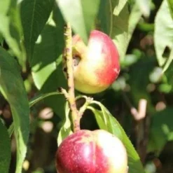 Nectarine (Prunus Persica Nucipersica) -Essentie Groen Verkoop 20130906151641 2