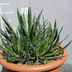 Winterharde Agave (Agave Shidigera) -Essentie Groen Verkoop 20190628 114021 resized