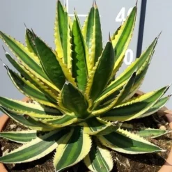 Winterharde Agave (Agave Lophanta 'Quadricolor') -Essentie Groen Verkoop 20190628 114356 resized
