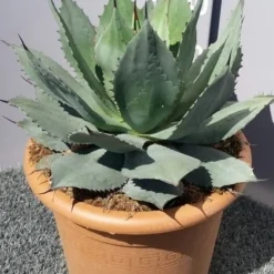 Winterharde Agave (Agave Ovalifolia) -Essentie Groen Verkoop 20190628 114503 resized