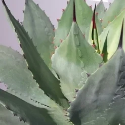 Winterharde Agave (Agave Ovalifolia) -Essentie Groen Verkoop 20190628 114523 resized