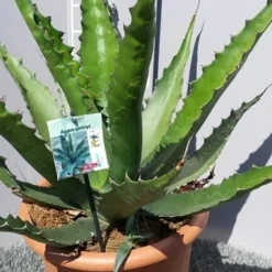 Winterharde Agave (Agave 'Gentryi Jaws') -Essentie Groen Verkoop 20190628 114610 resized