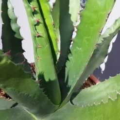 Winterharde Agave (Agave 'Gentryi Jaws') -Essentie Groen Verkoop 20190628 114632 resized