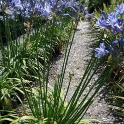 Afrikaanse Lelie (Agapanthus 'Blue Storm') -Essentie Groen Verkoop 20190704 160819 resized