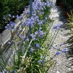 Afrikaanse Lelie (Agapanthus 'Blue Storm') -Essentie Groen Verkoop 20190704 160833 resized